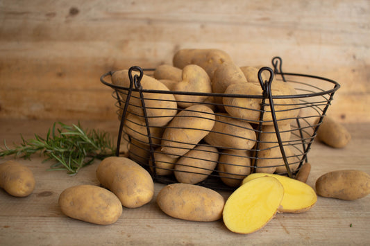 Cilena | festkochend